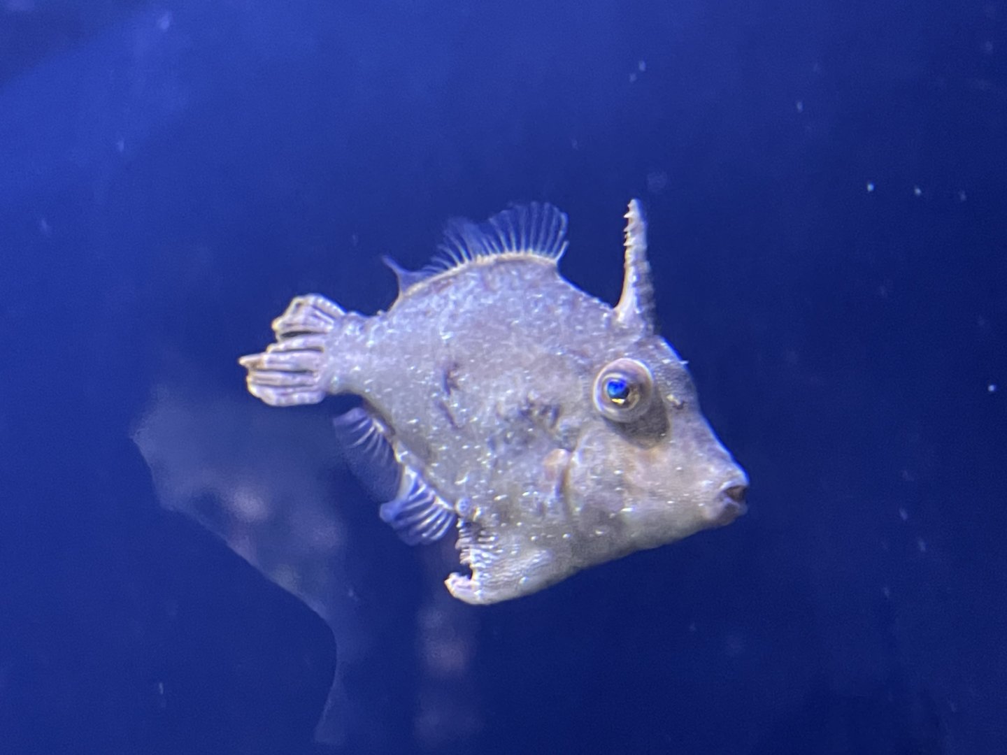 Filefish ID?
