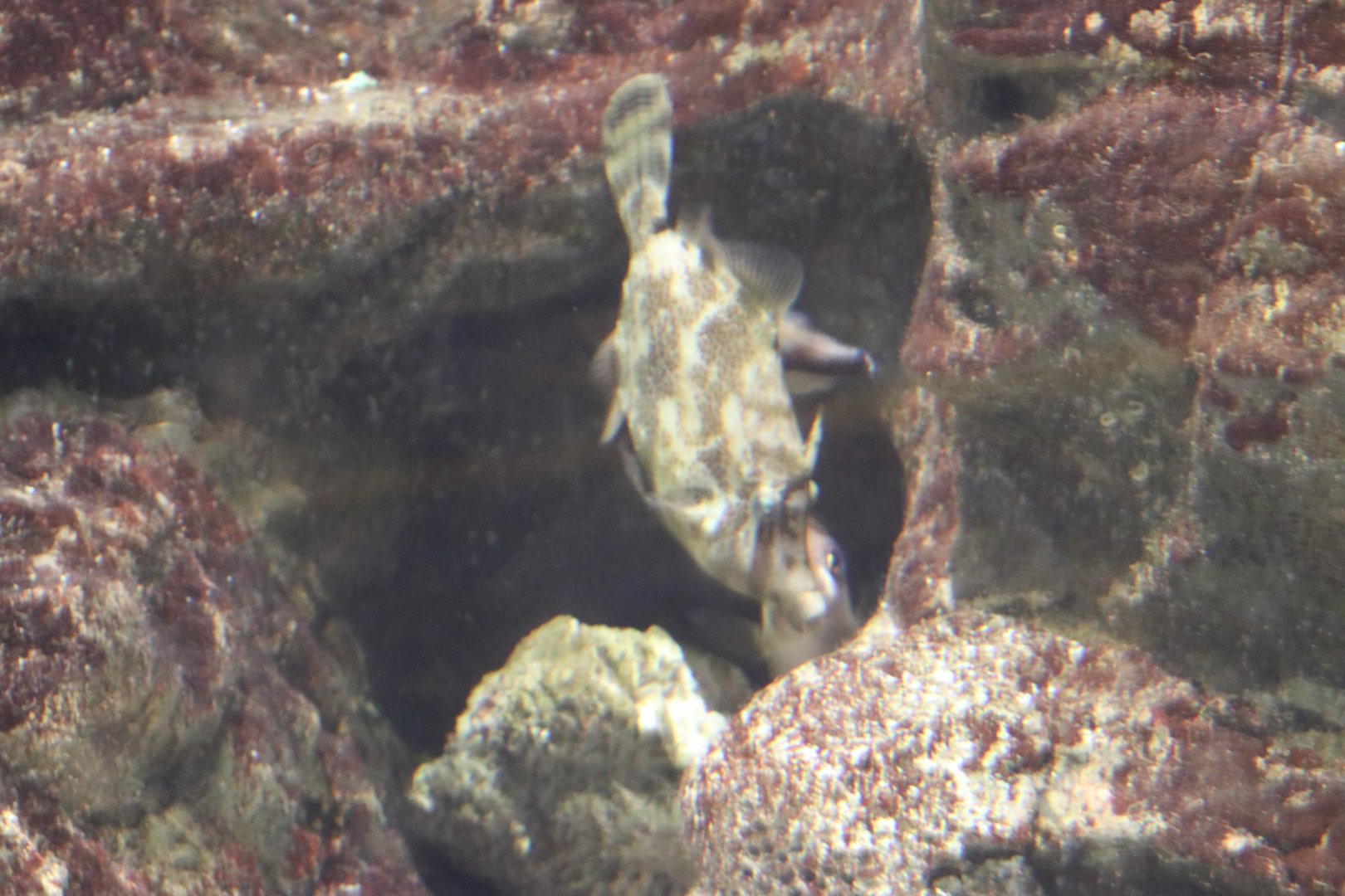 Filefish sp?