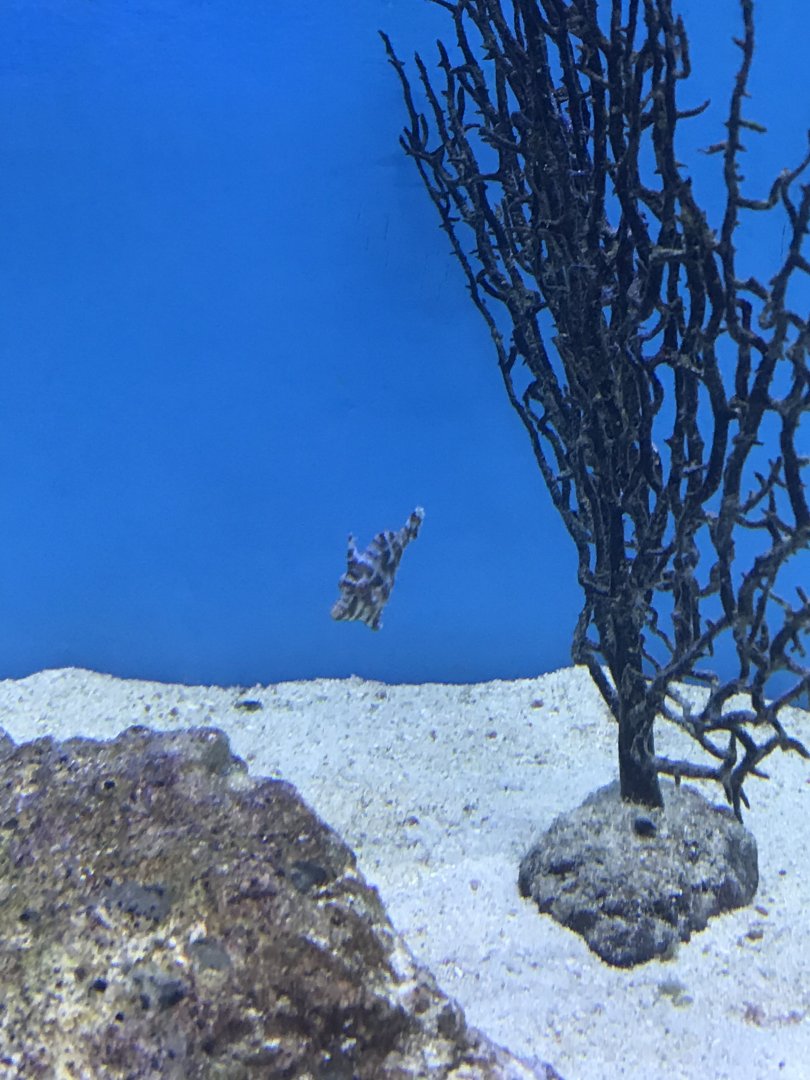 Filefish species?