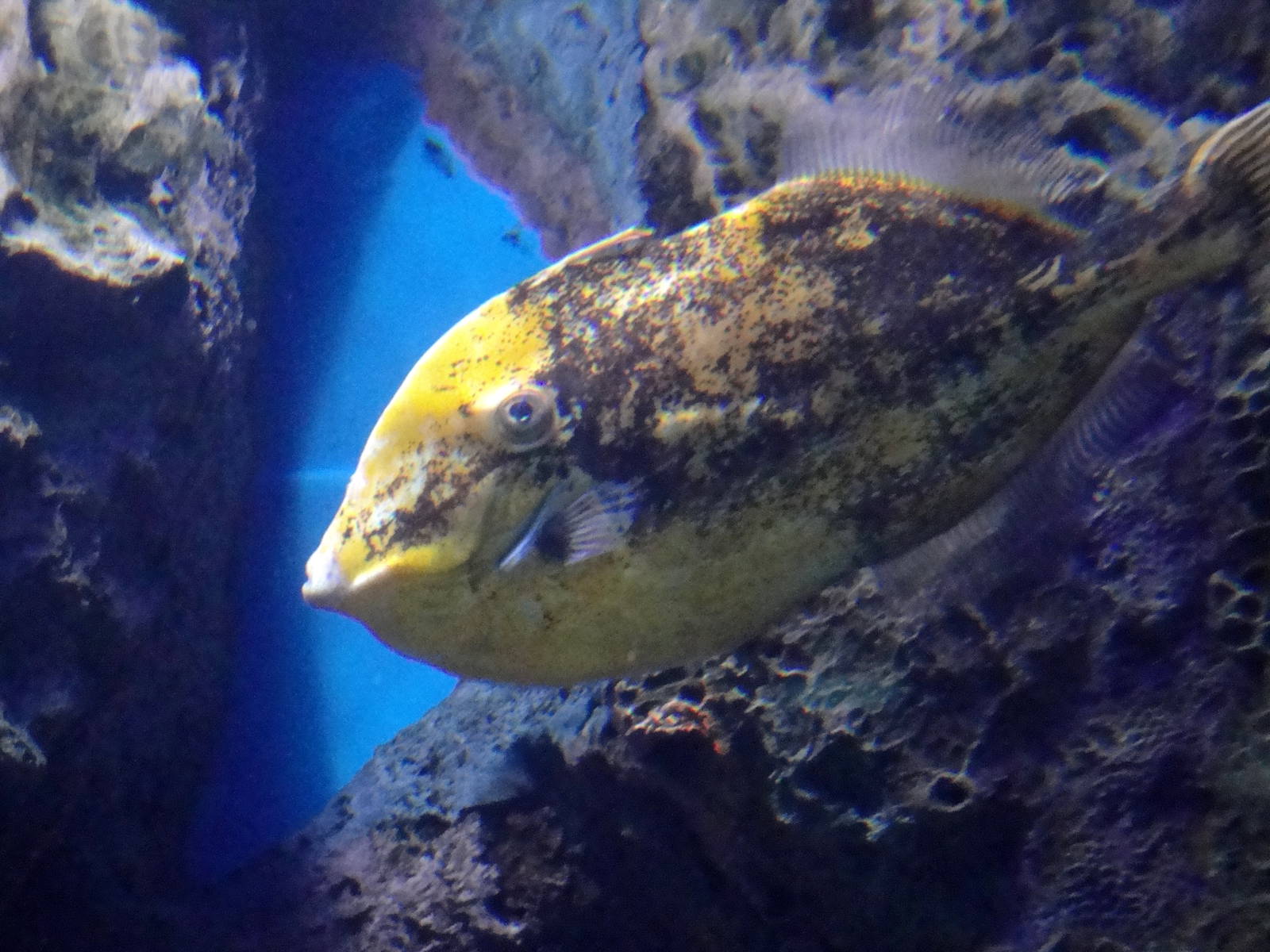 Filefish