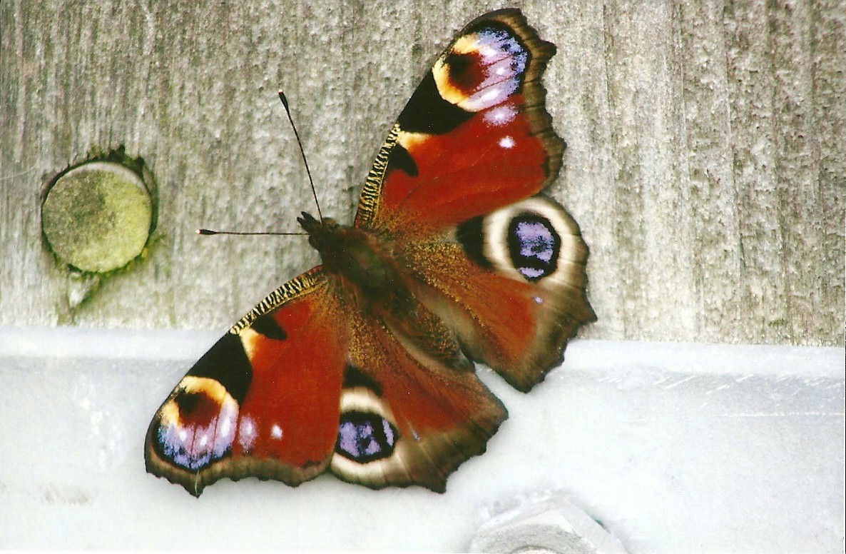 Filey Bird Garden and Animal Park 31st August 2012