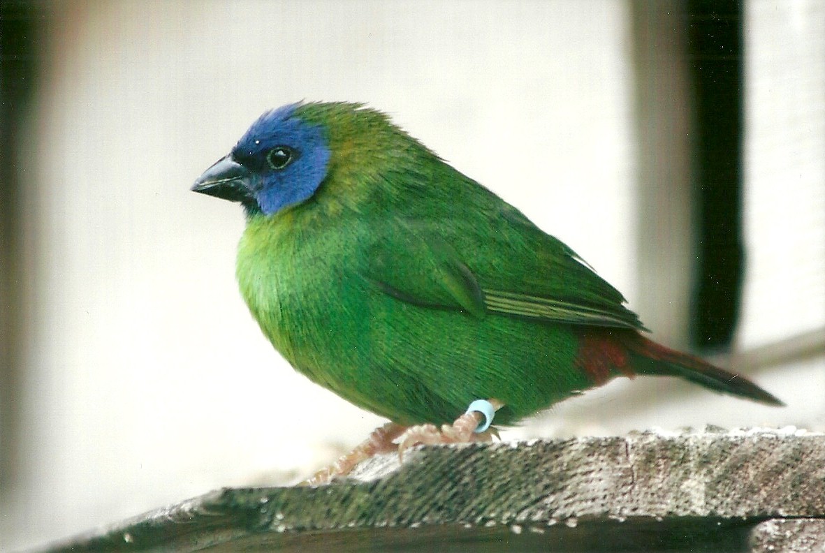 Filey Bird Garden and Animal Park 31st August 2012