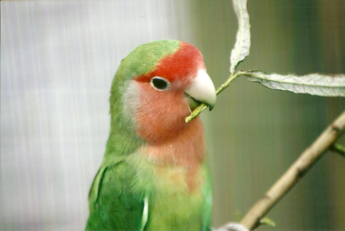 Filey Bird Garden and Animal Park 31st August 2012