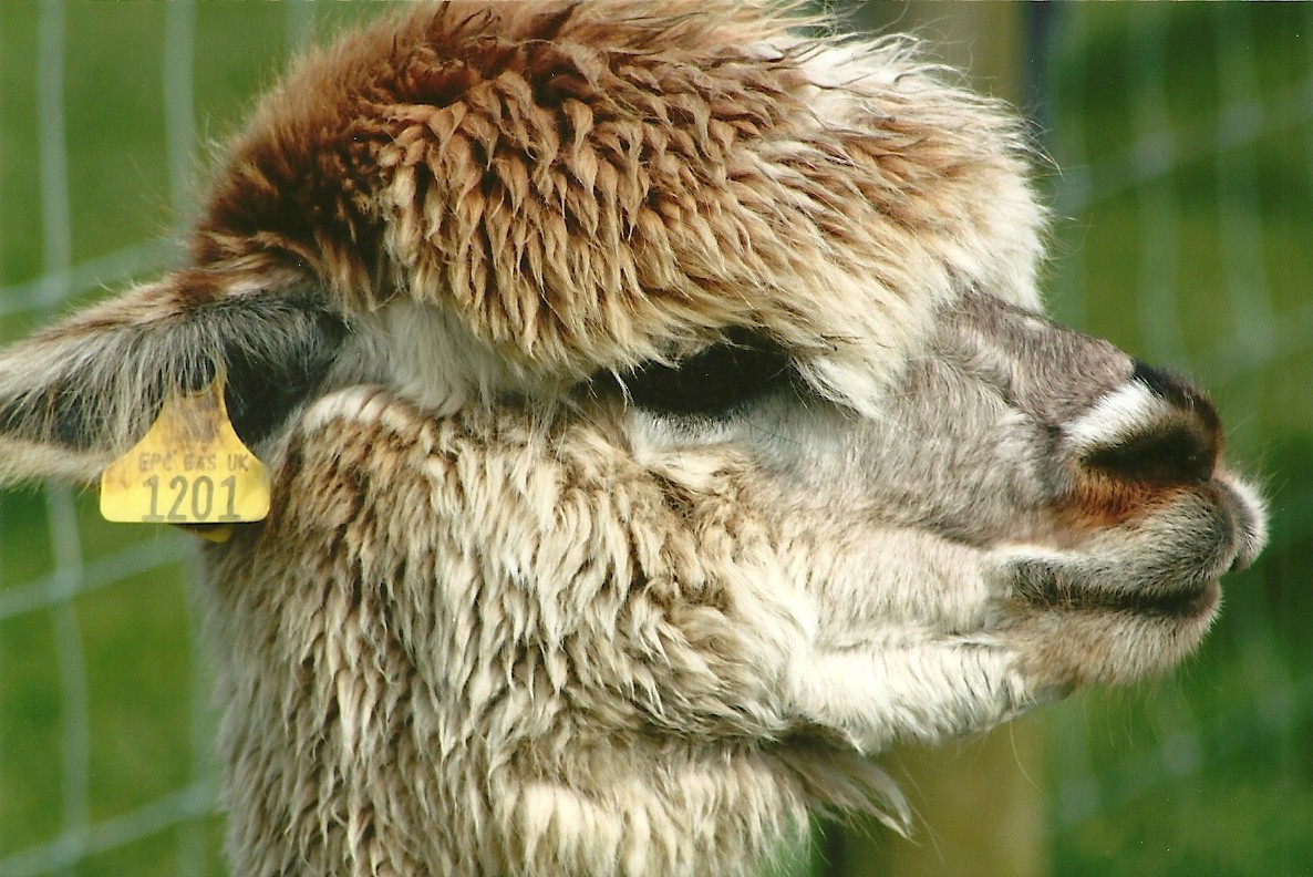 Filey Bird Garden and Animal Park, Alpaca 20th April 2012