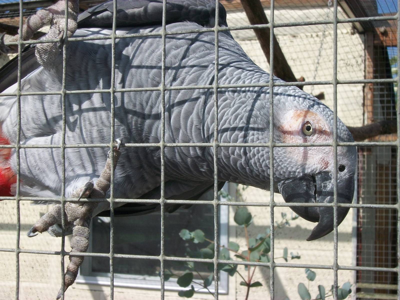 Filey Bird Garden and Animal Park, Charlie 2nd August 2013