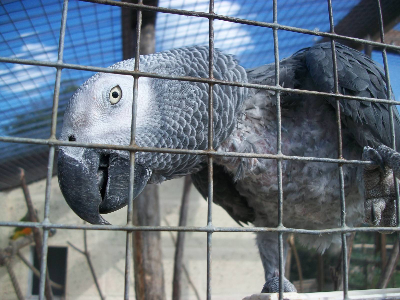 Filey Bird Garden and Animal Park, Charlie 2nd August 2013
