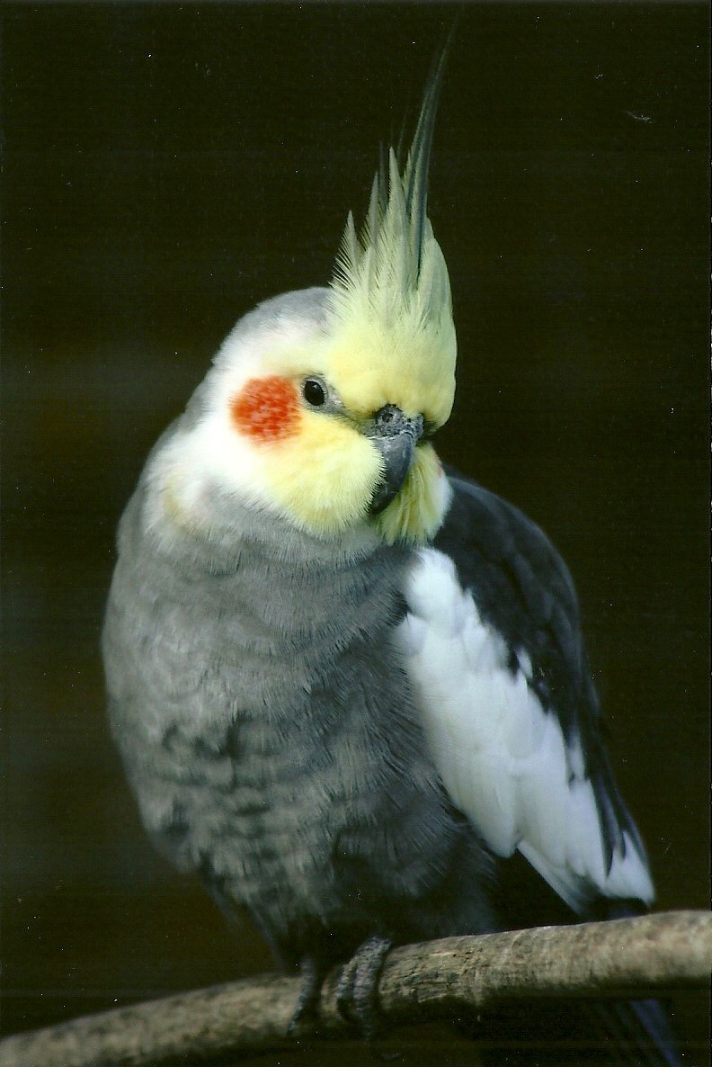 Filey Bird Garden and Animal Park, Cockatiel 20th April 2012