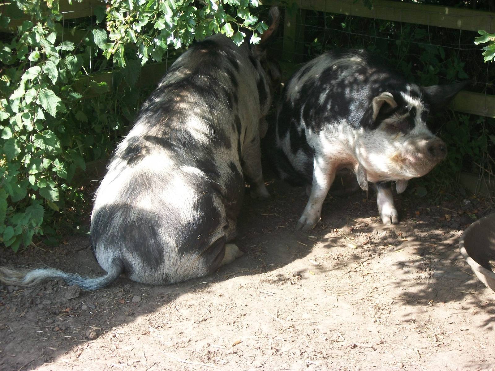 Filey Bird Garden and Animal Park, Kune Kune Pigs 2nd August 2013