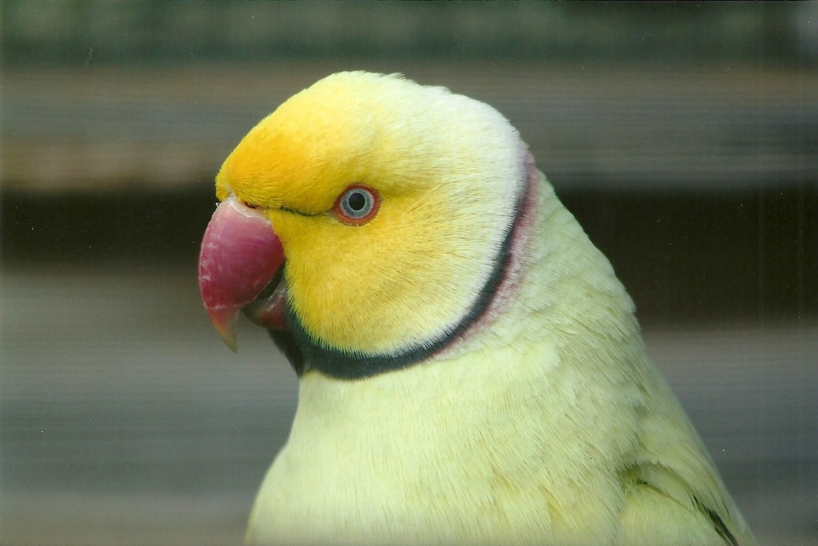 Filey Bird Garden and Animal Park, mutation Ring-necked Parakeet 20th April
