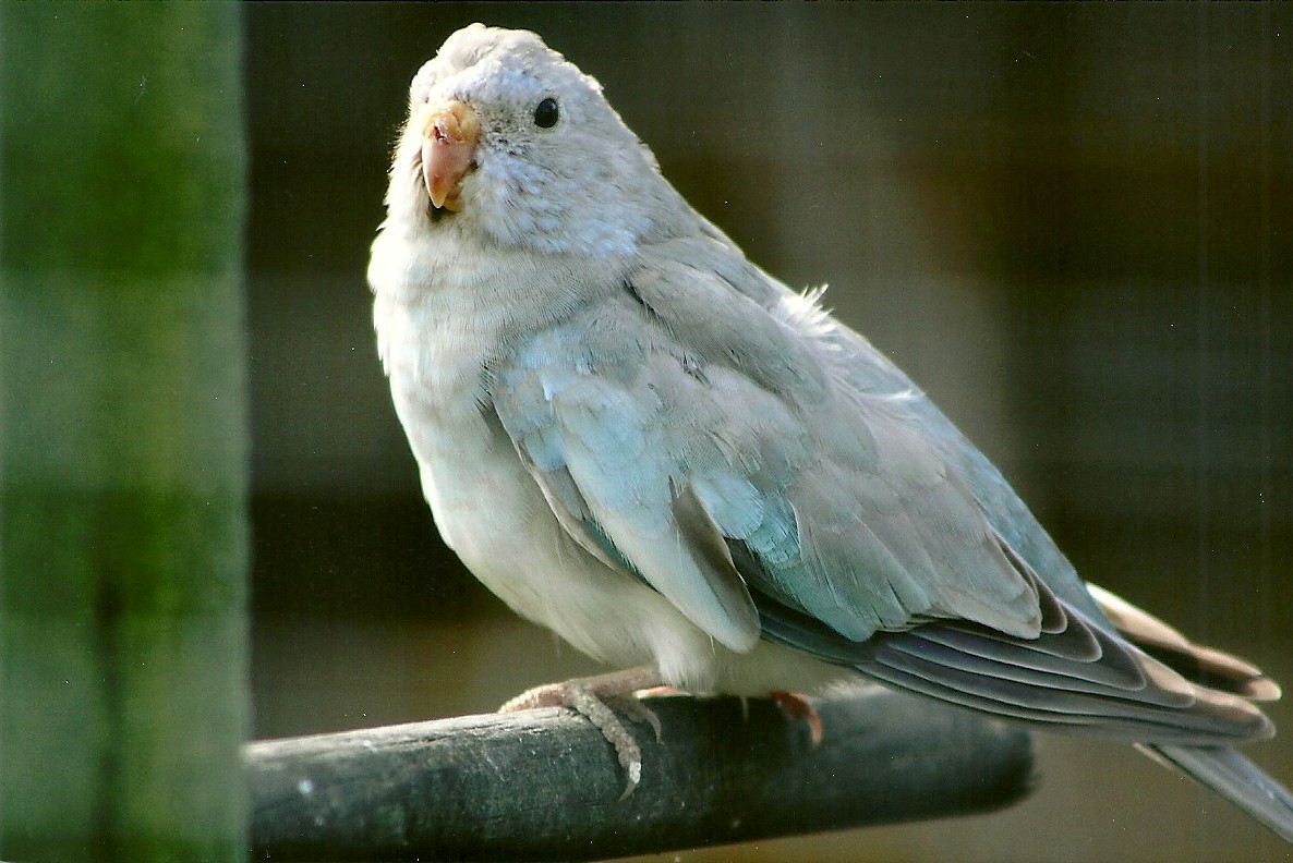 Filey Bird Garden and Animal Park, mutation Splendid Parakeet 20th April 20