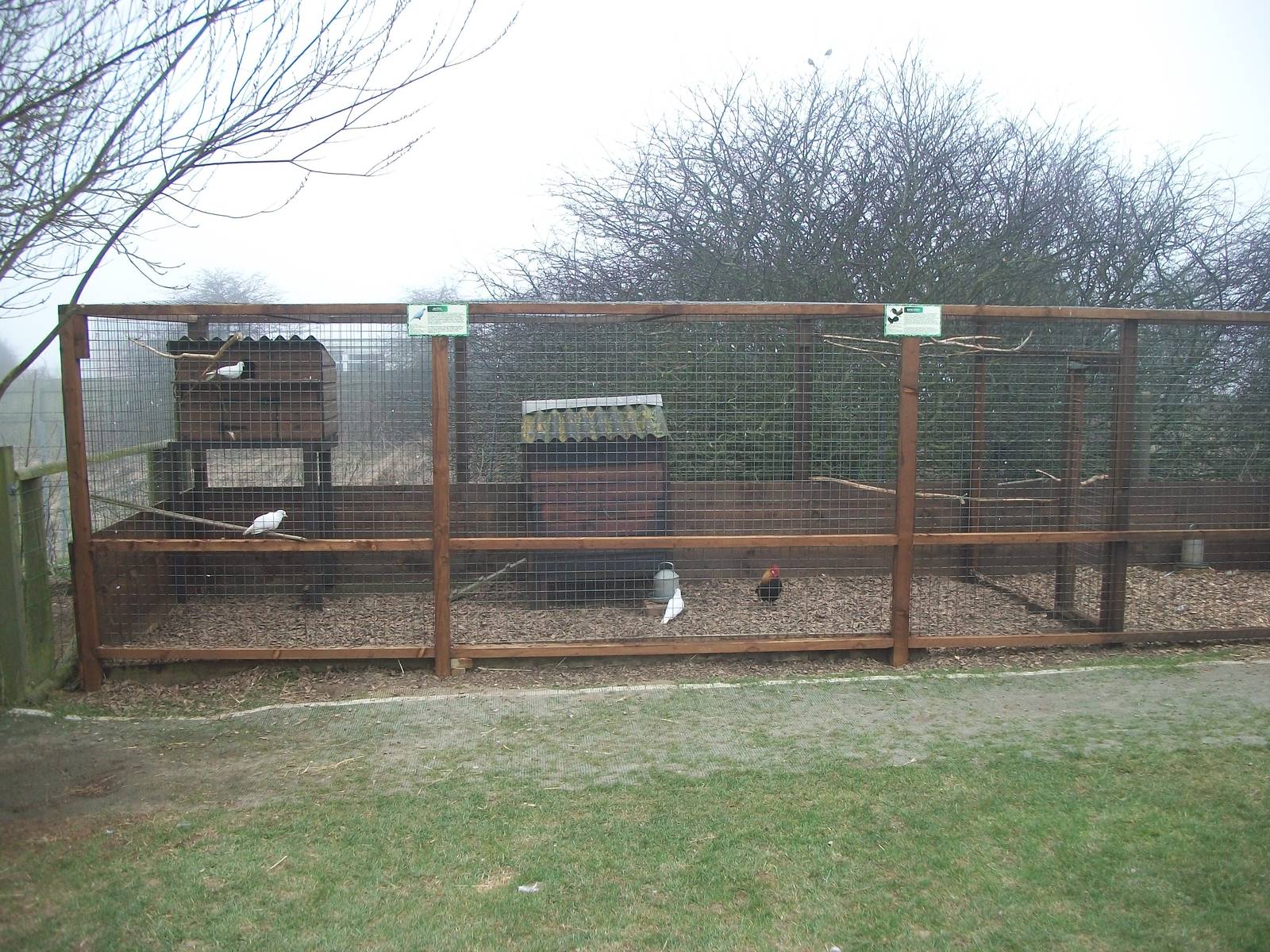 Filey Bird Garden and Animal Park, new aviary for Java Doves and Bantams 12