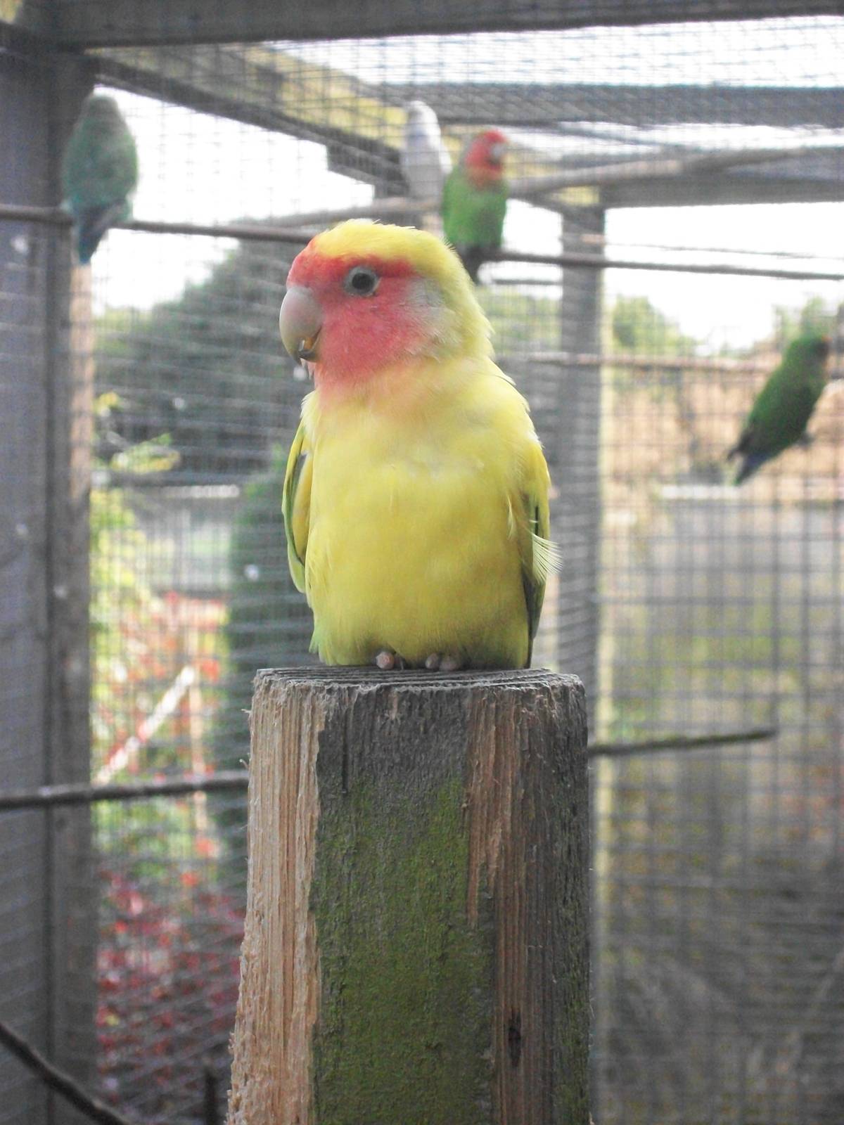 Filey Bird Garden and Animal Park, Peach-faced Lovebird 12th July 2013
