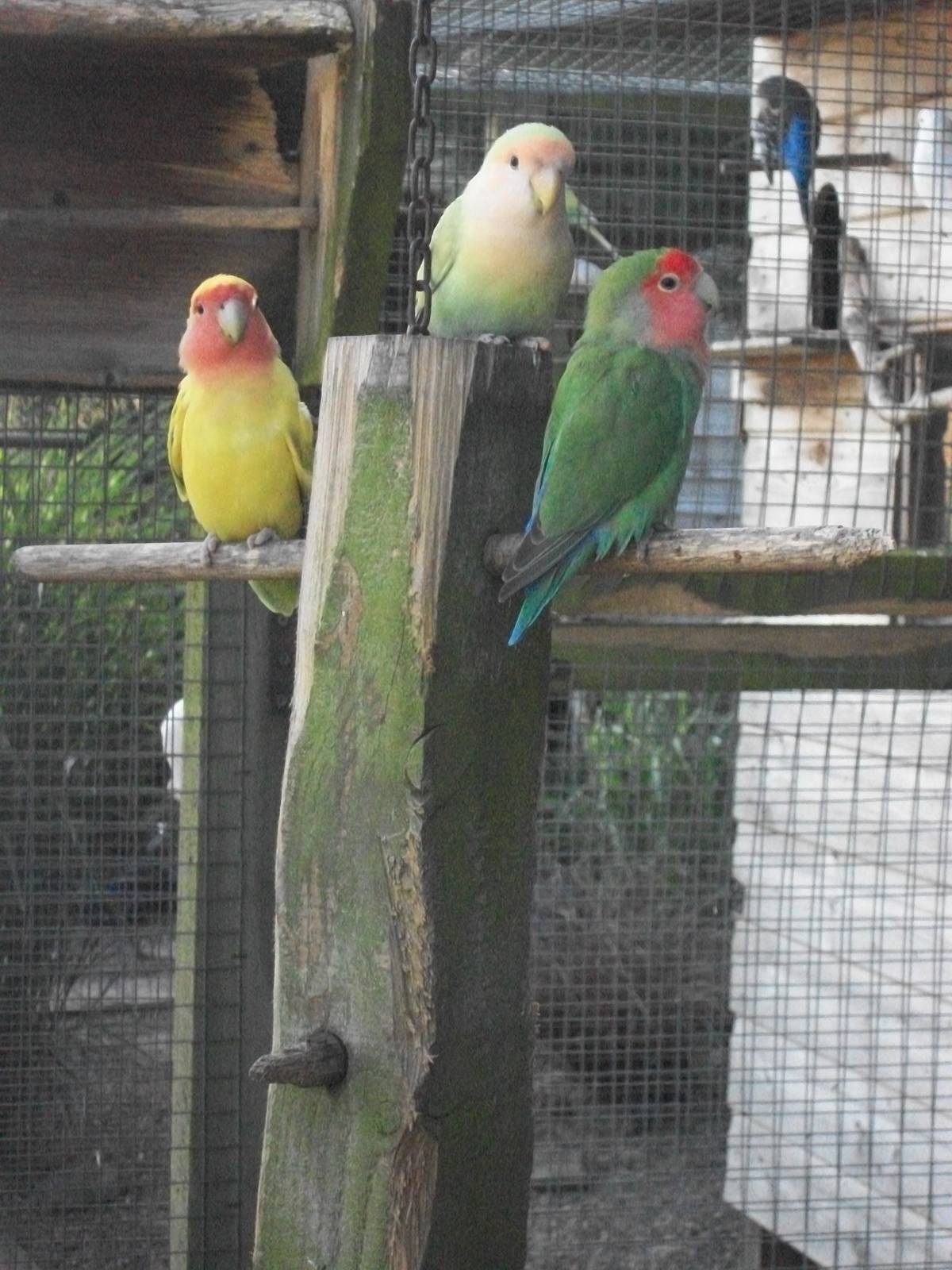 Filey Bird Garden and Animal Park, Peach-faced Lovebirds 2nd August 2013