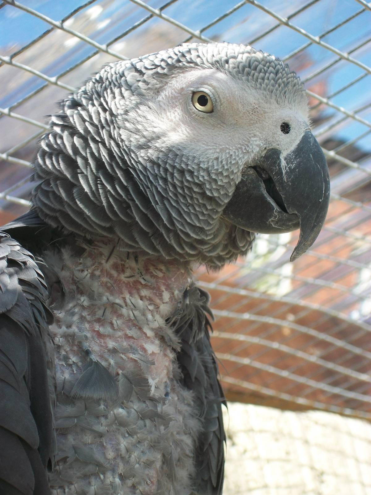 Filey Bird Garden and Animal Park, Popeye 2nd August 2013