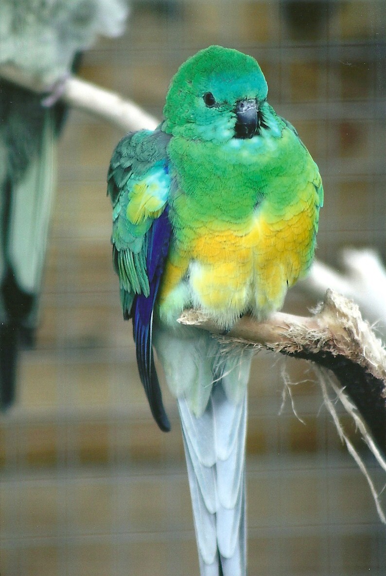 Filey Bird Garden and Animal Park, Red-rumped Parakeet 20th April 2012