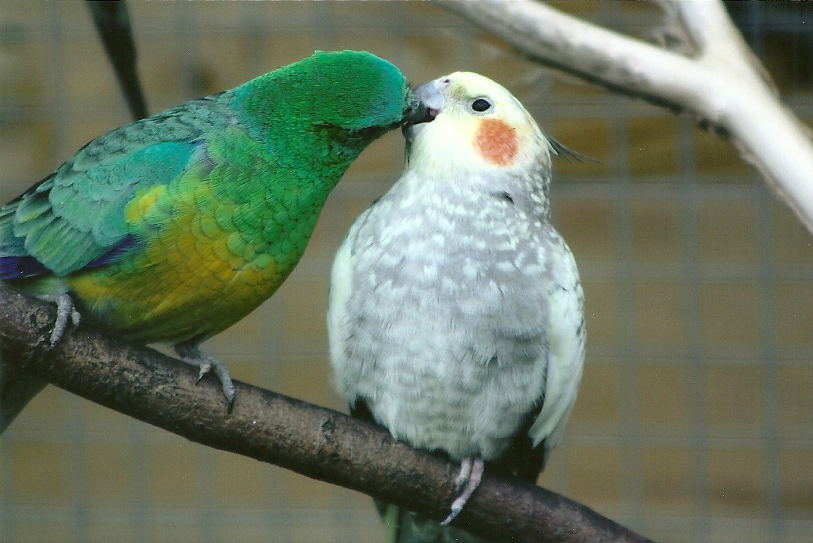 Filey Bird Garden and Animal Park, Red-rumped Parakeet and Cockatiel 20th A