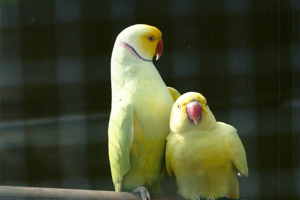 Filey Bird Garden and Animal Park, Ring-necked Parakeets courting 20th Apri