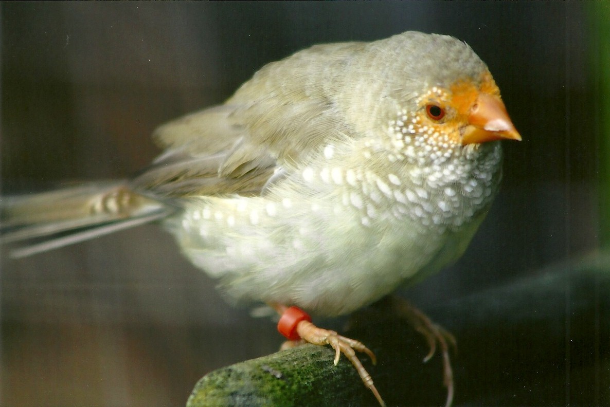 Filey Bird Garden and Animal Park, Star Finch 20th April 2012
