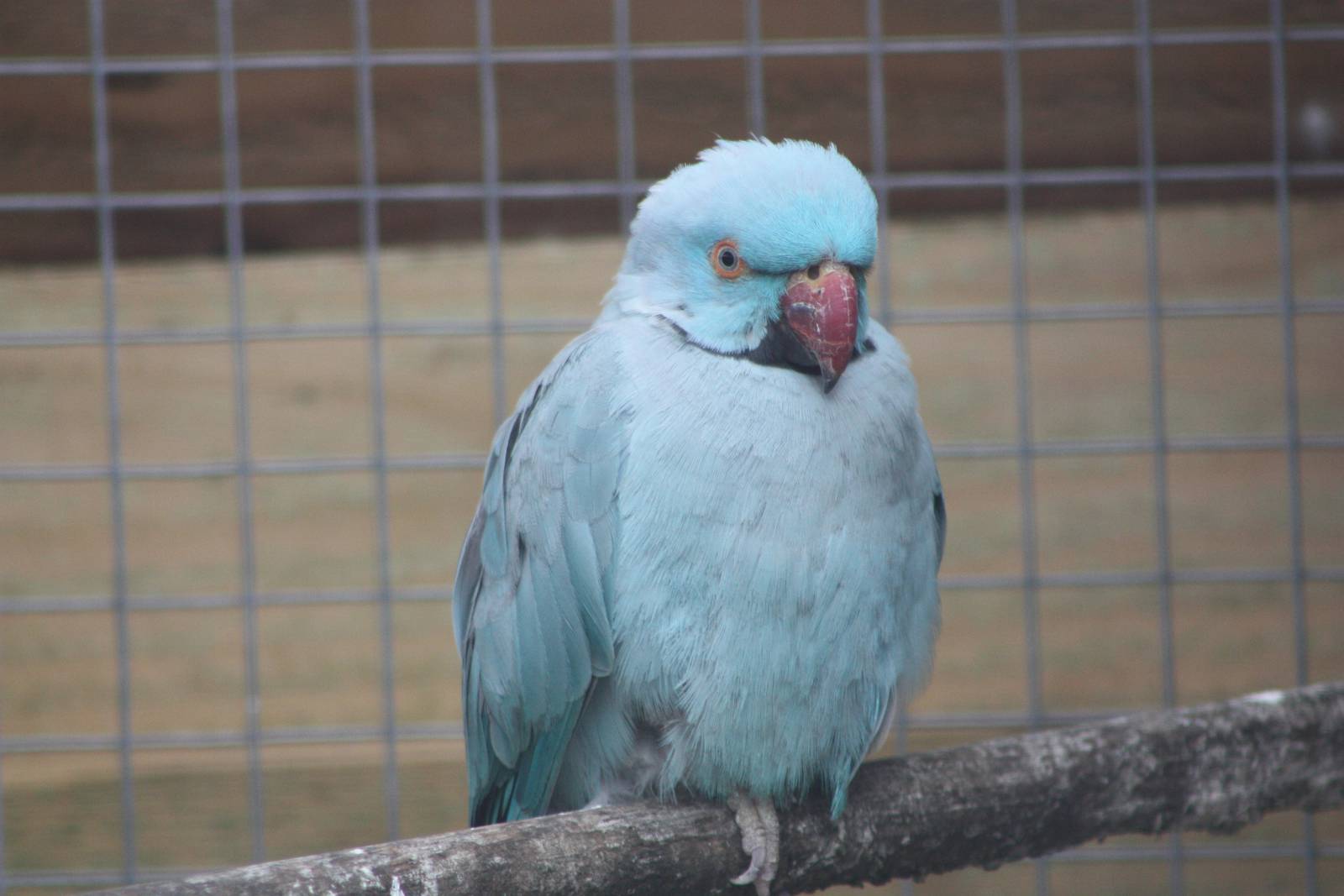 Filey Bird Garden and Animal Park