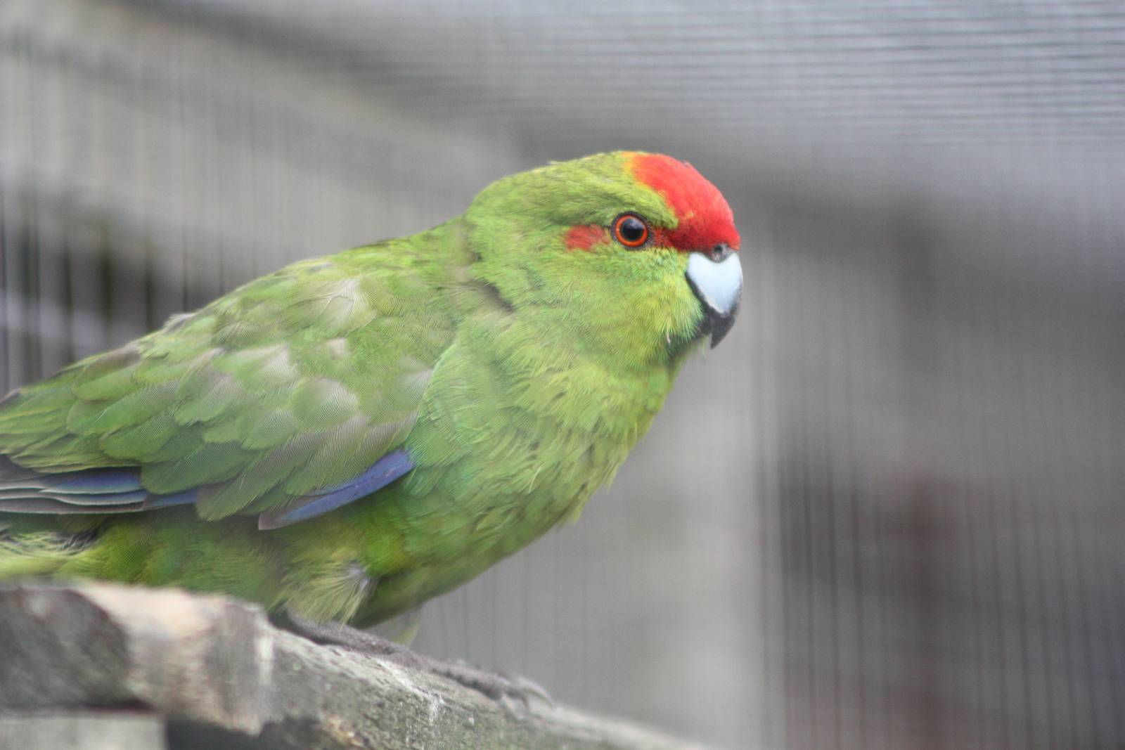 Filey Bird Garden and Animal Park