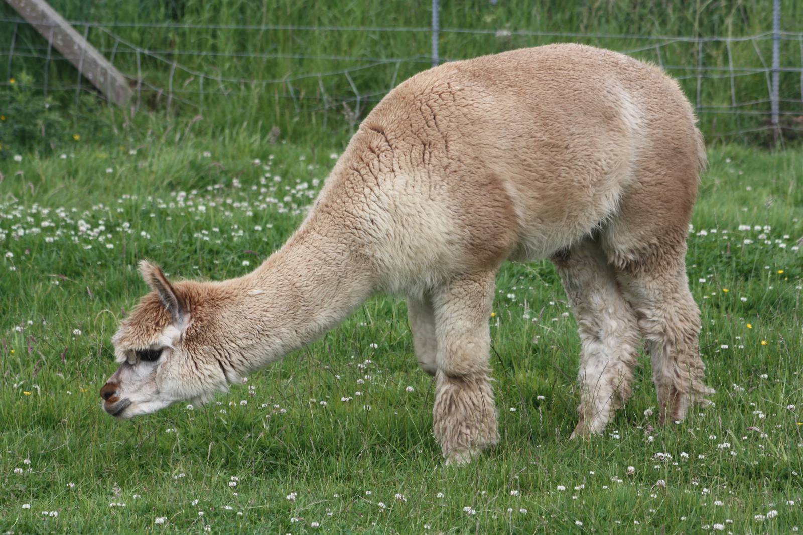 Filey Bird Garden and Animal Park