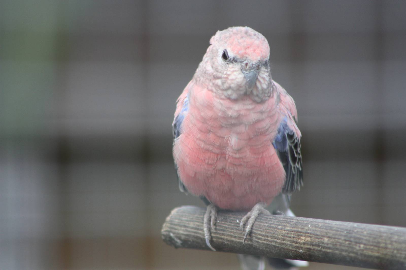 Filey Bird Garden and Animal Park