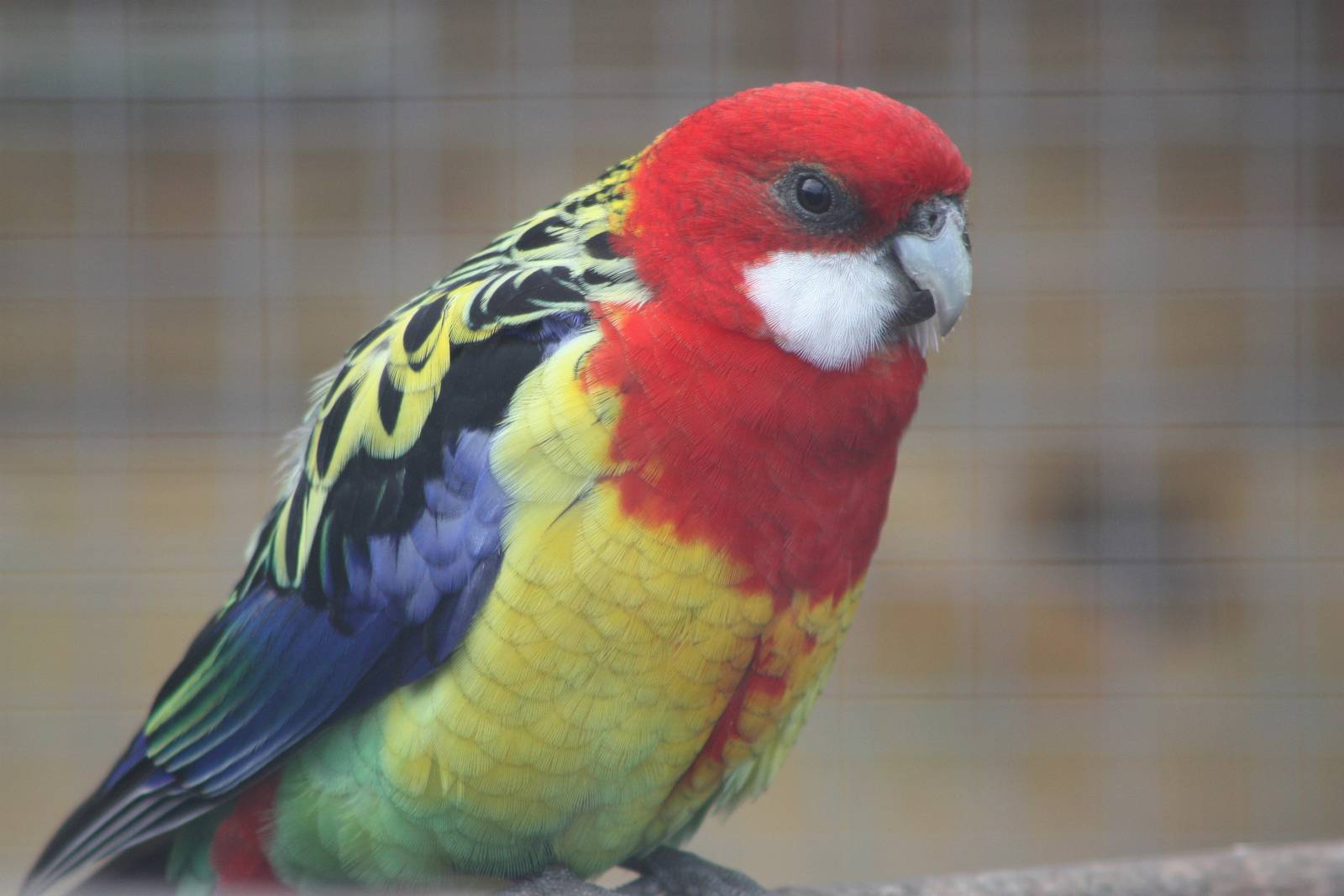 Filey Bird Garden and Animal Park