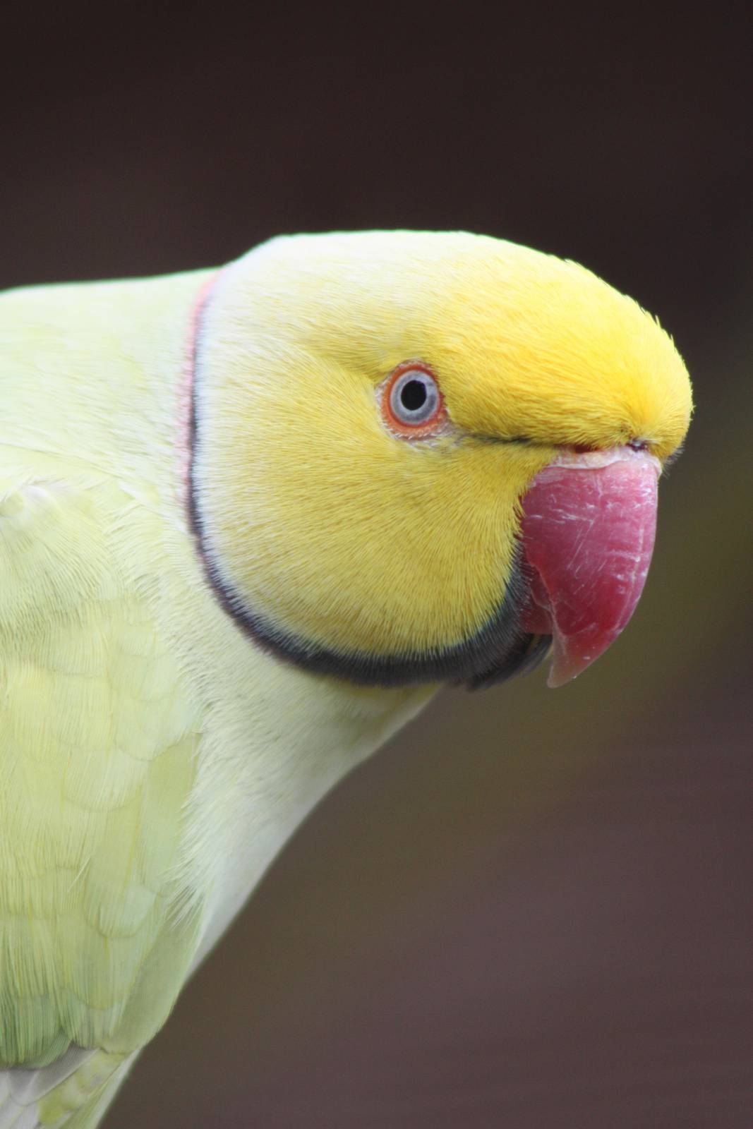 Filey Bird Garden and Animal Park