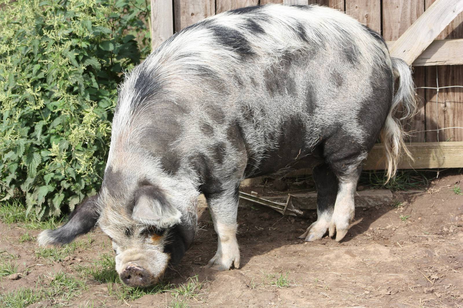 Filey Bird Garden and Animal Park