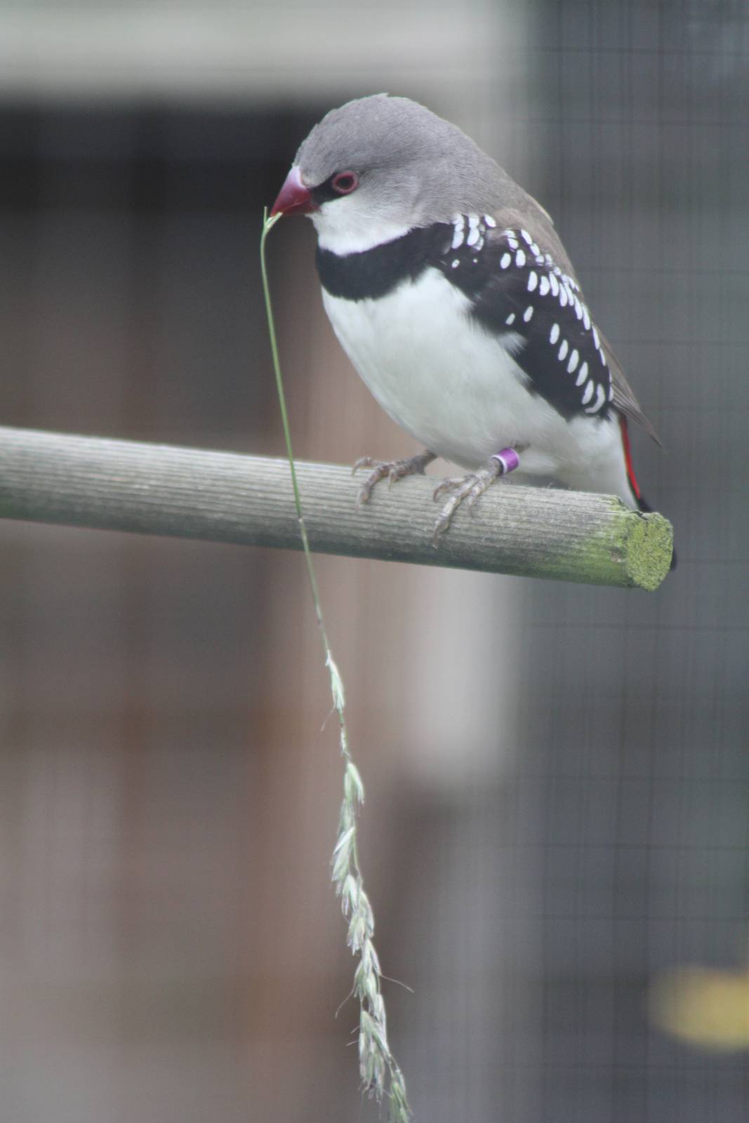 Filey Bird Garden and Animal Park
