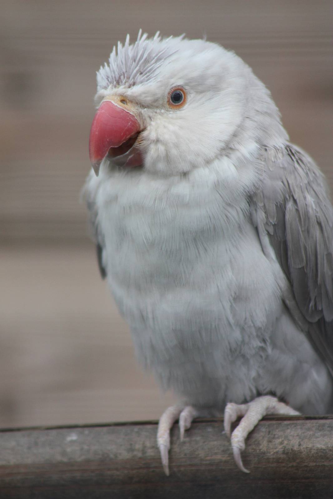 Filey Bird Garden and Animal Park