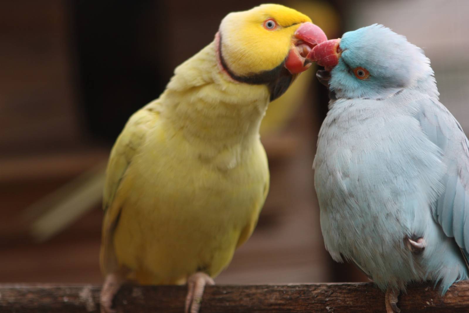 Filey Bird Garden and Animal Park