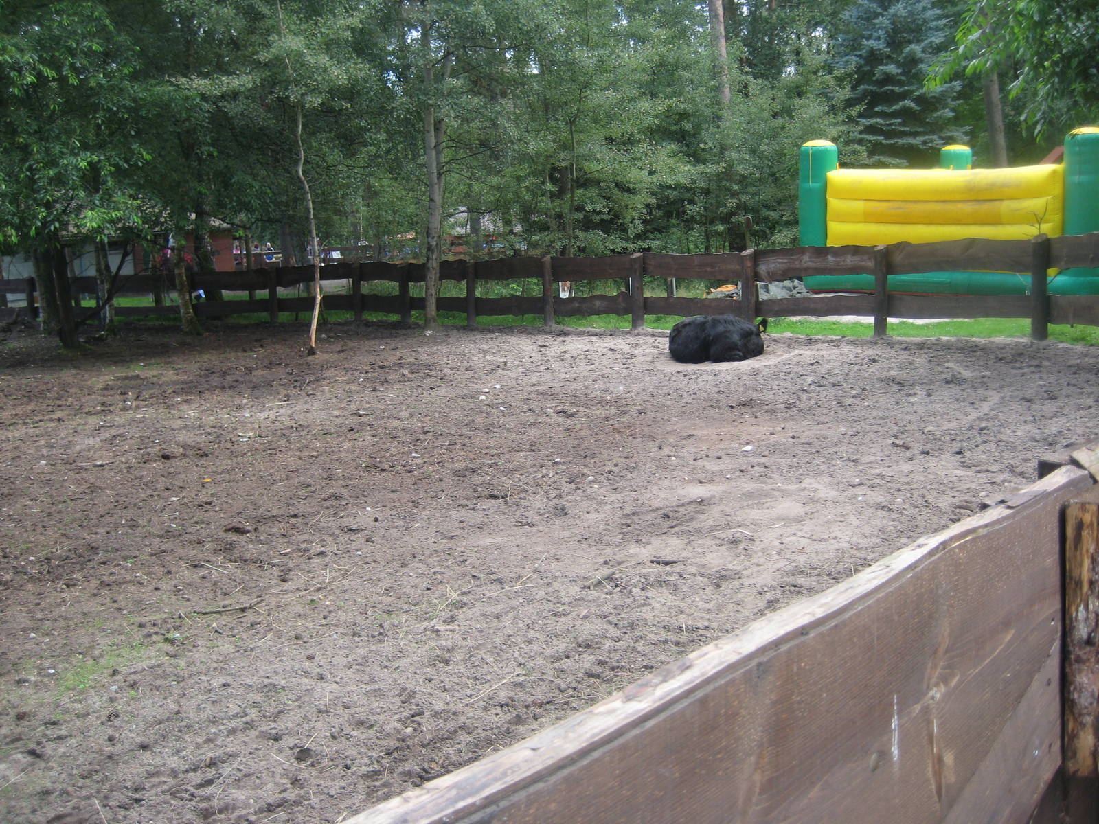 Filmtierpark - Cattle exhibit
