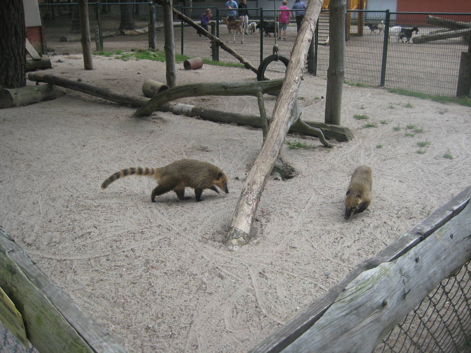 Filmtierpark - Coati exhibit