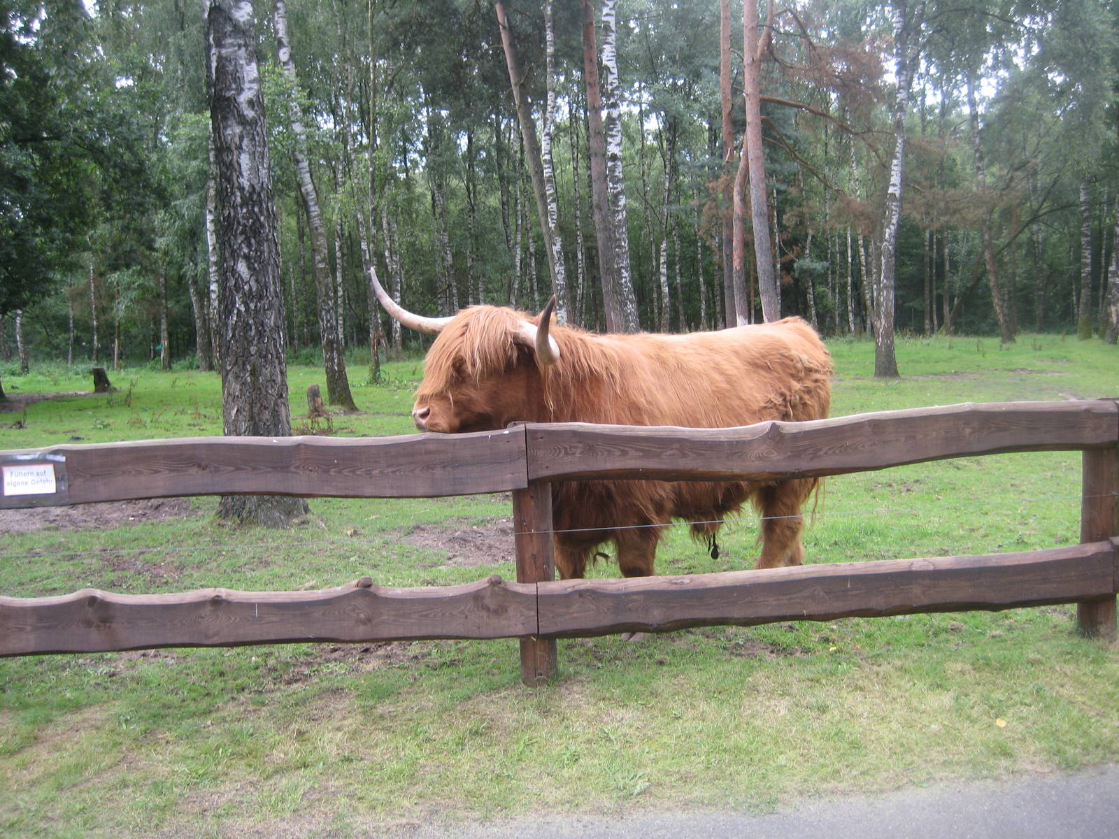 Filmtierpark - Highland cattle