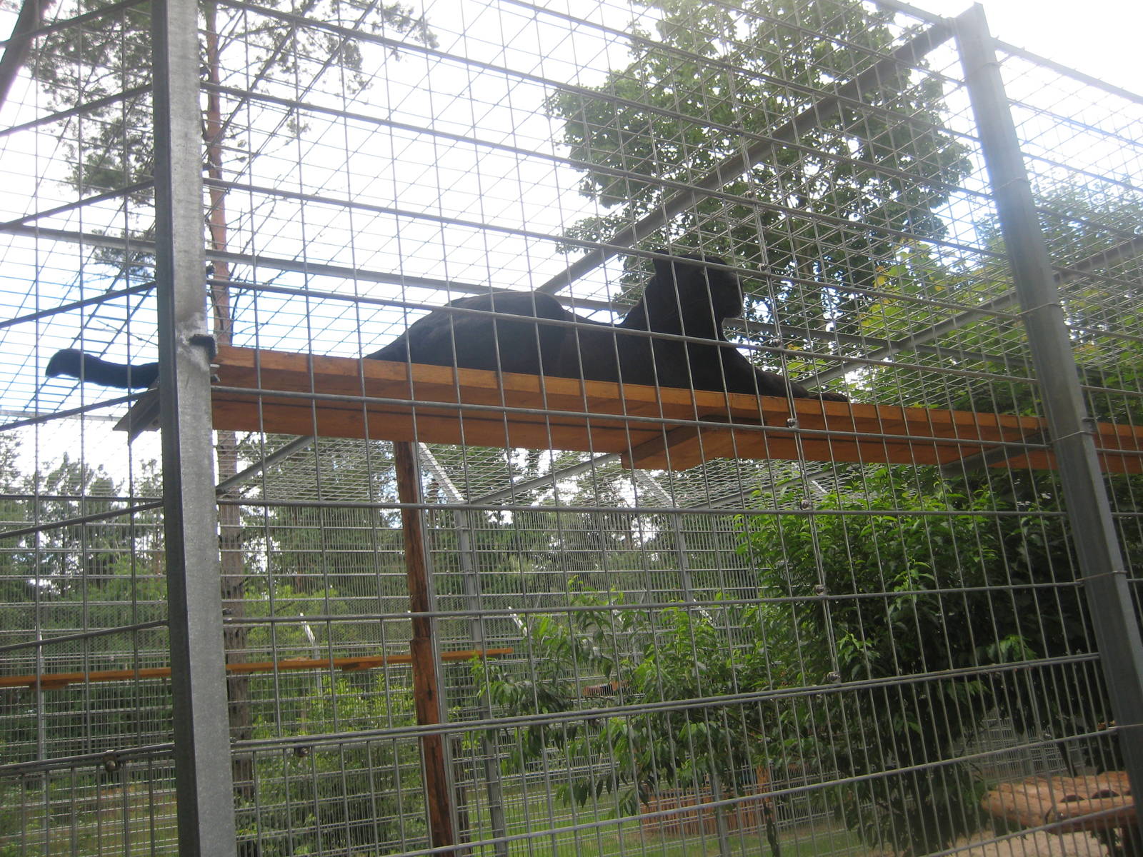 Filmtierpark - Leopard (black panther)