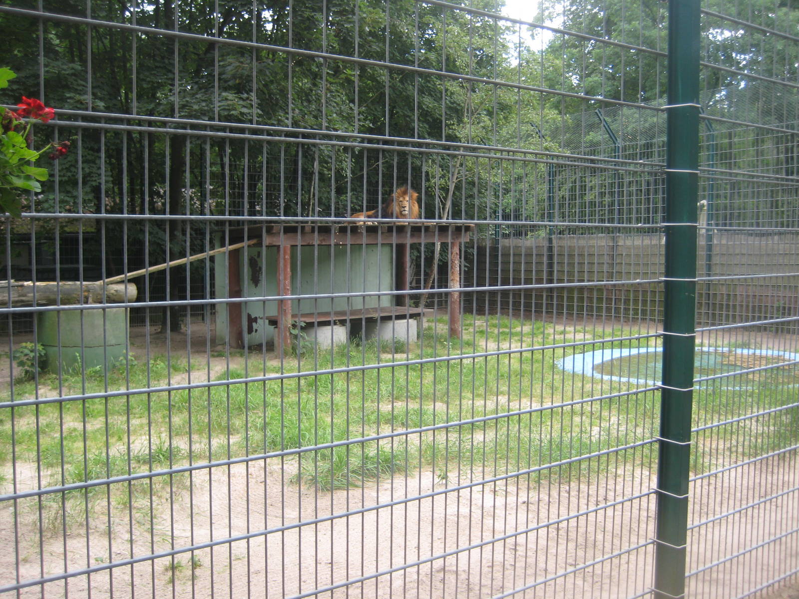 Filmtierpark - Lion exhibit
