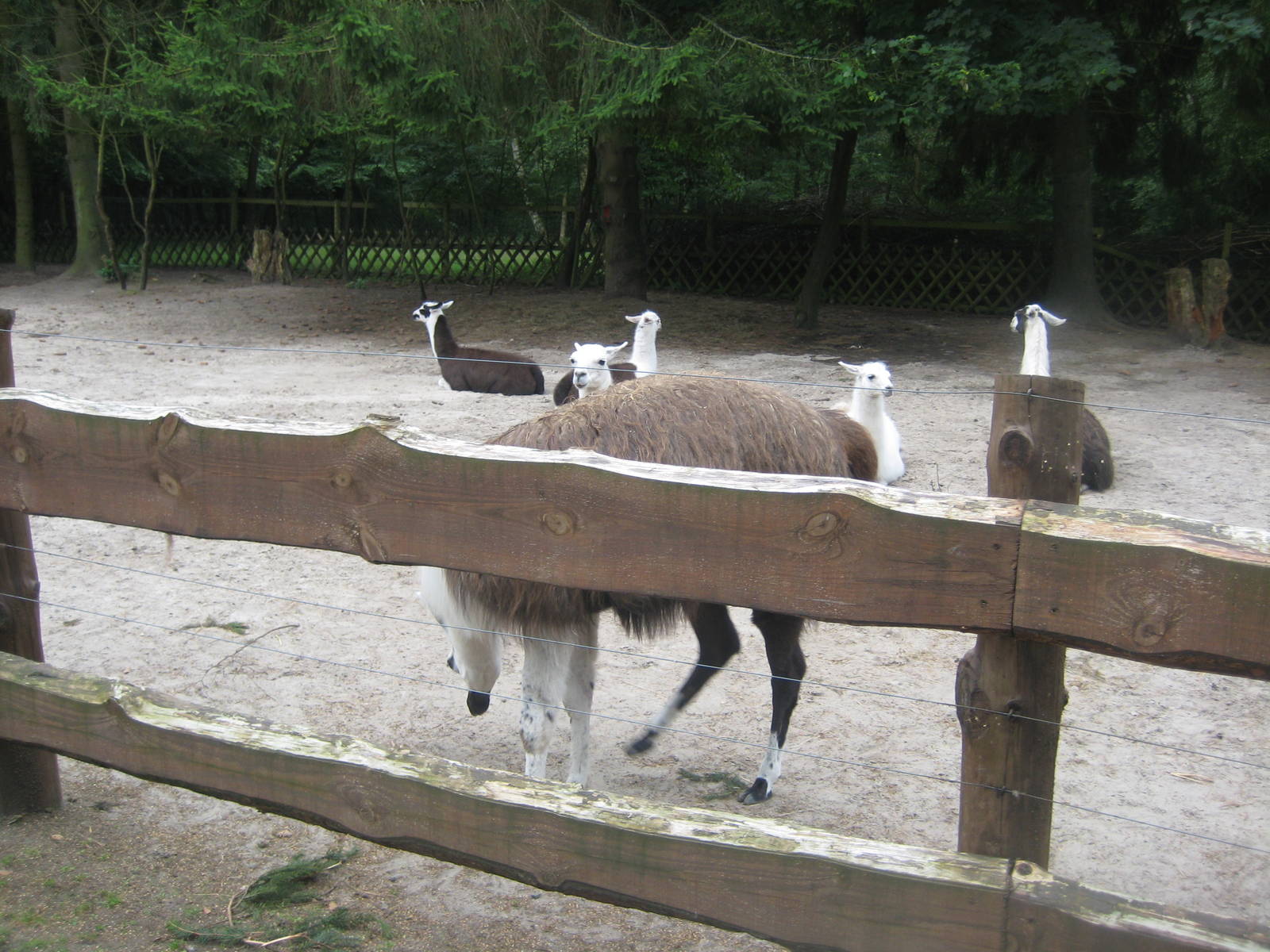 Filmtierpark - Llama exhibit