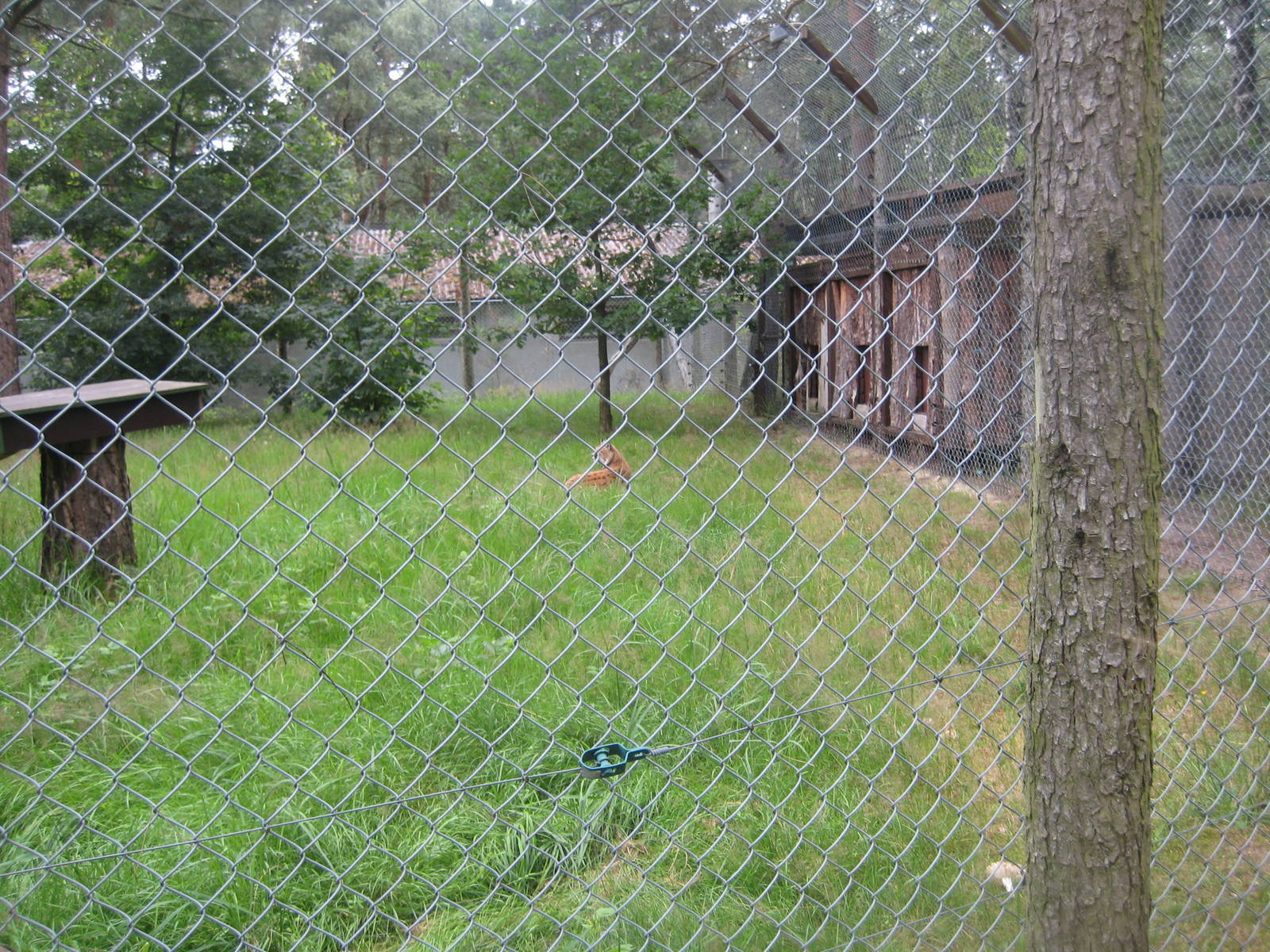 Filmtierpark - Lynx exhibit