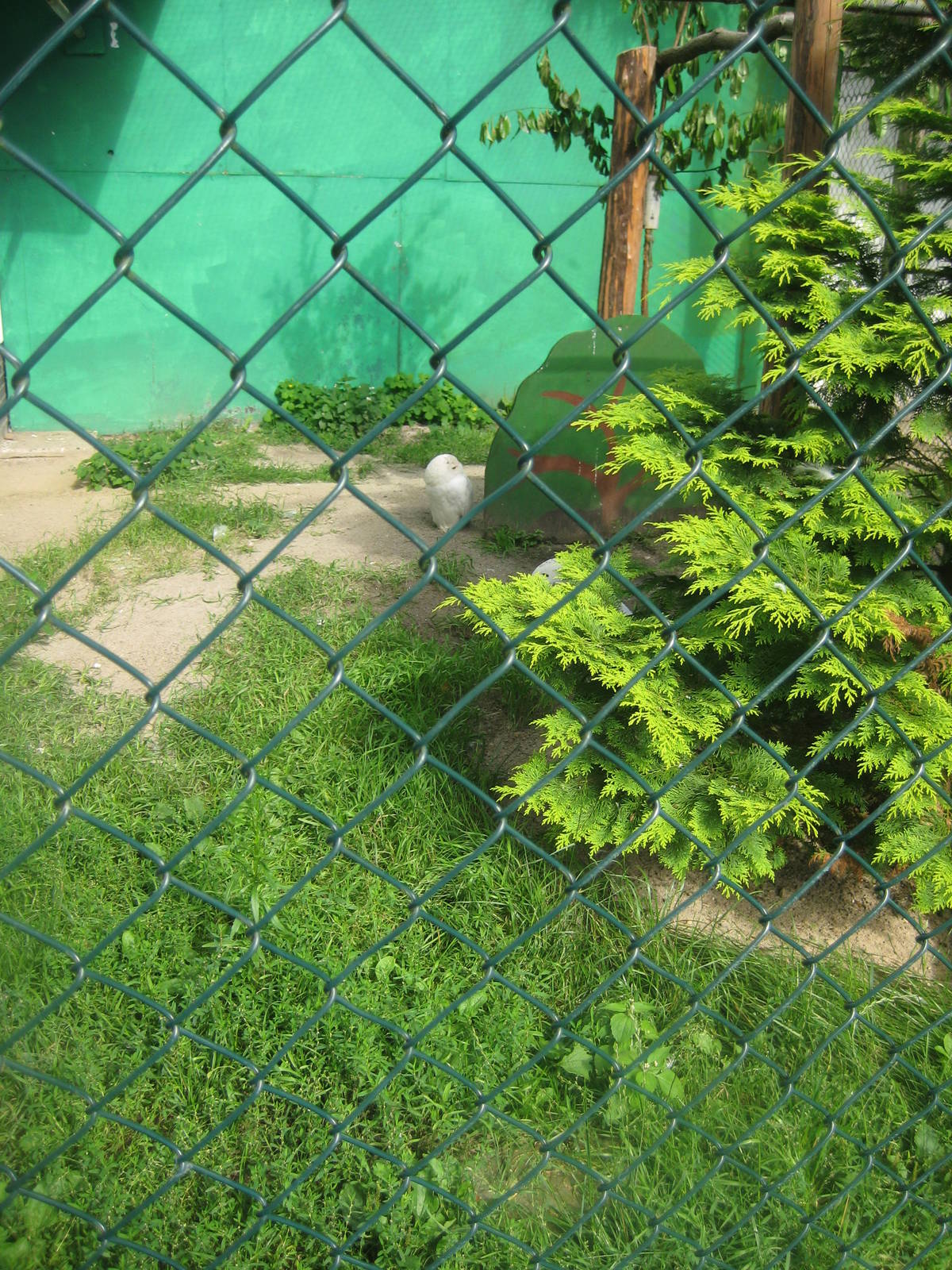 Filmtierpark - Owl aviary