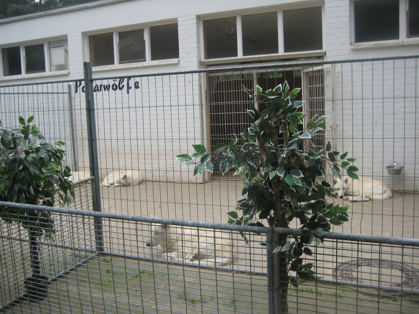 Filmtierpark - Polar wolf exhibit