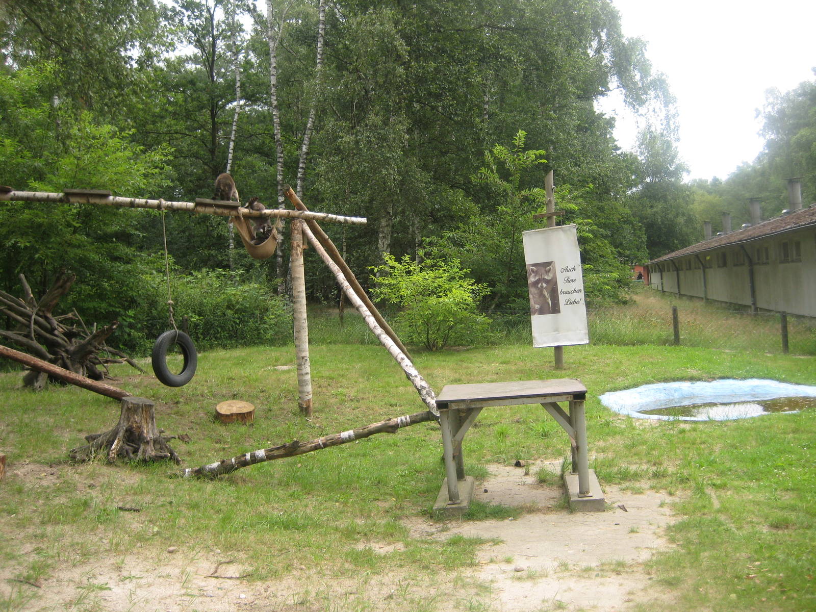 Filmtierpark - Raccoon exhibit