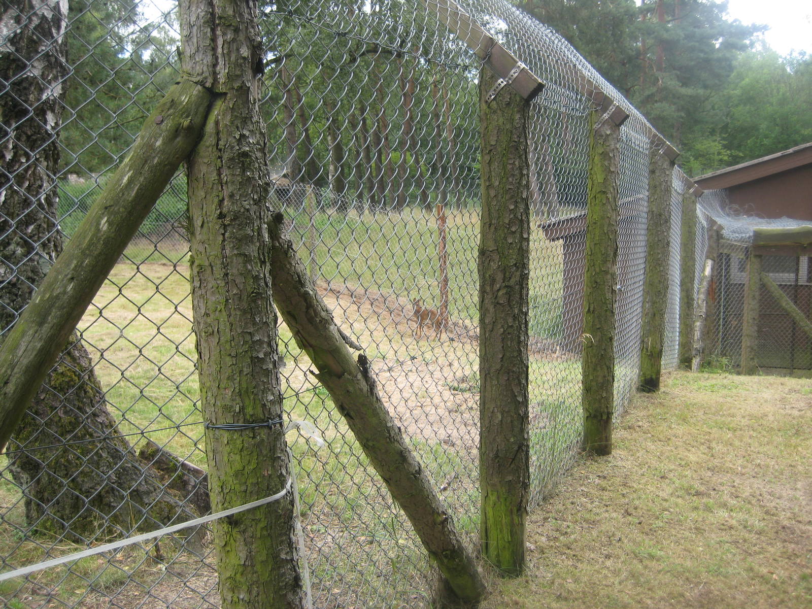 Filmtierpark - Roe deer exhibit
