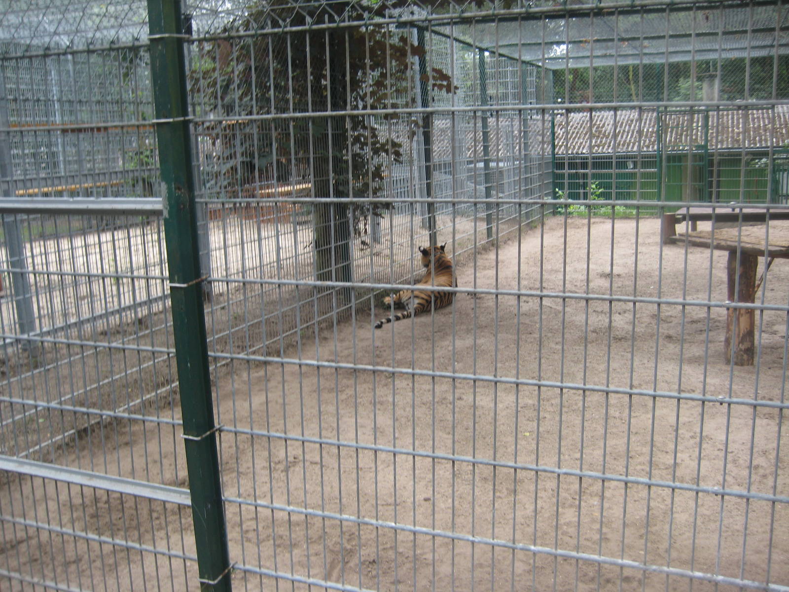 Filmtierpark - Tiger exhibit