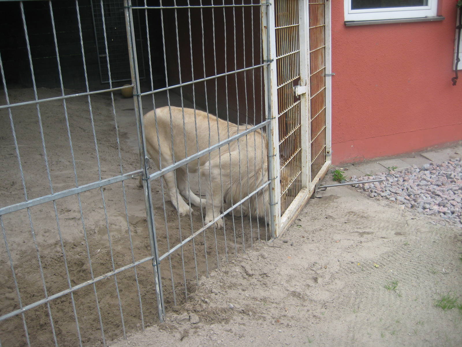 Filmtierpark - White lion
