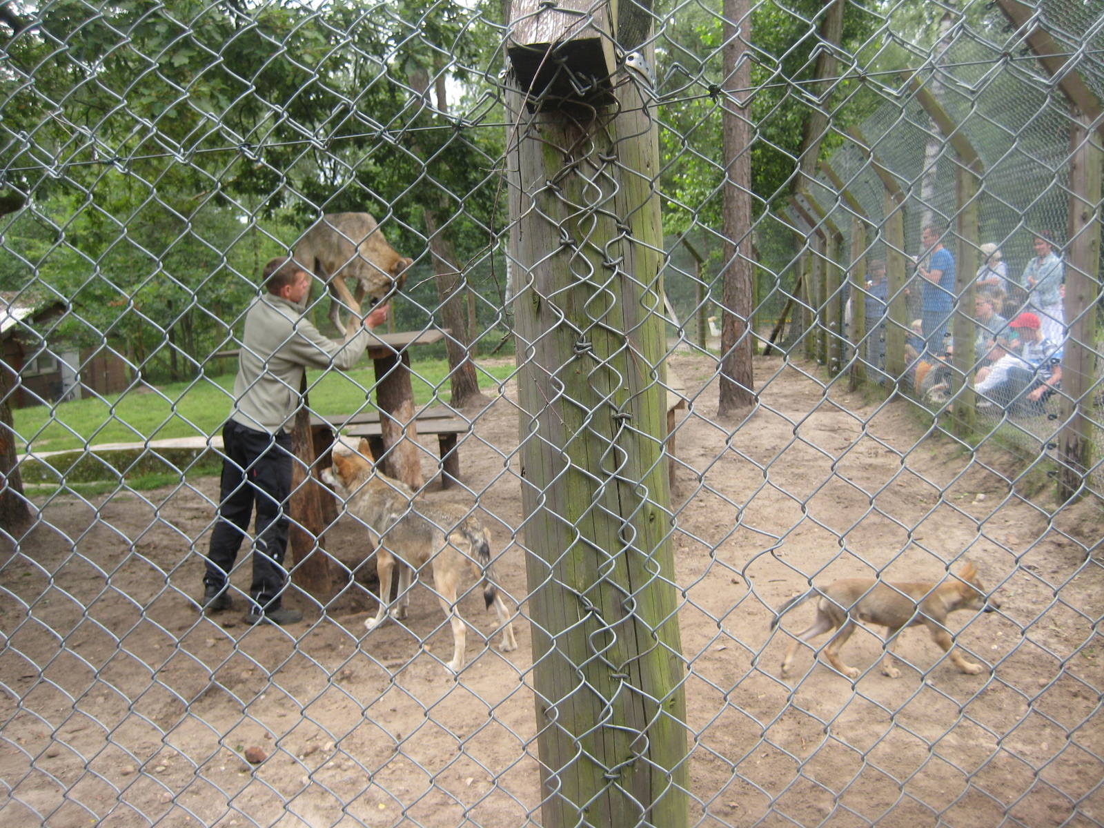 Filmtierpark - Wolf training/feeding