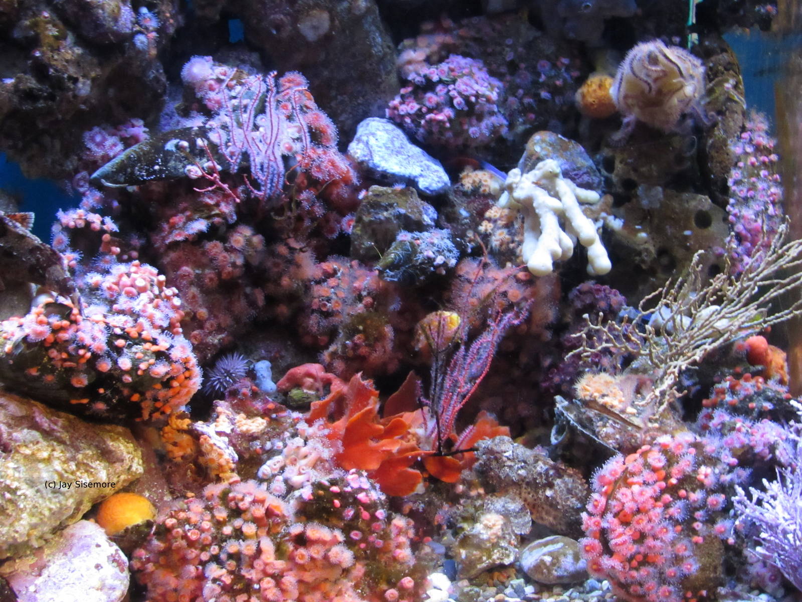 Filter Feeder Reef