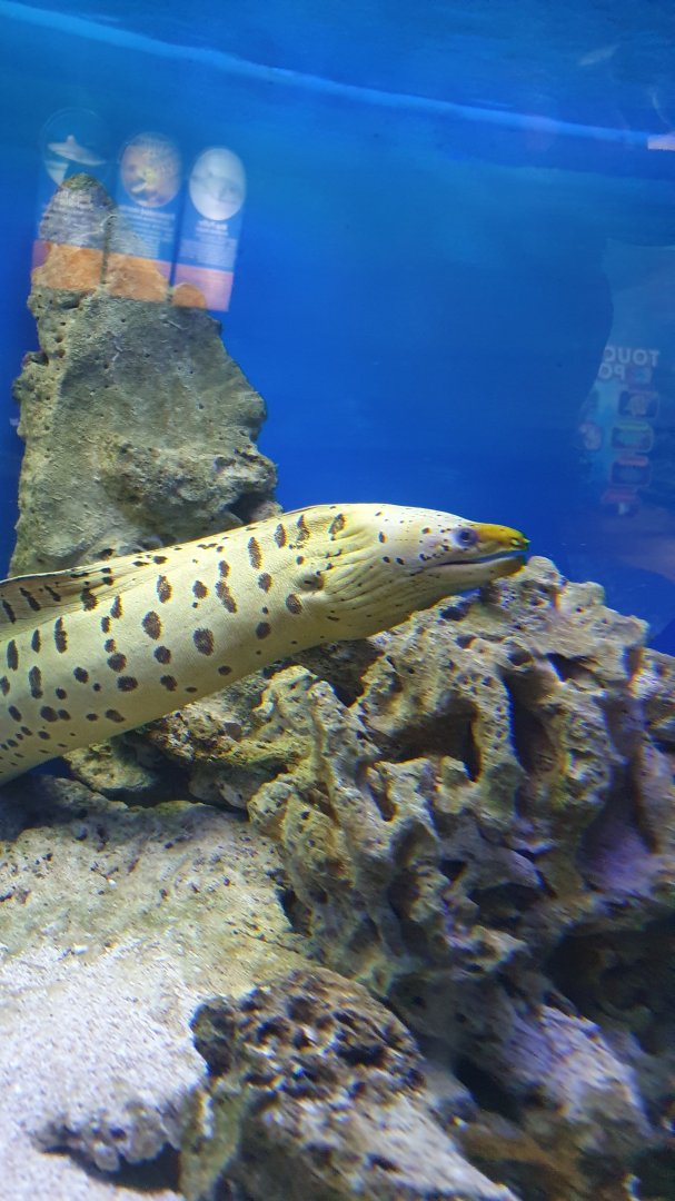 Fimbriated Moray (Gymnothorax fimbriatus)