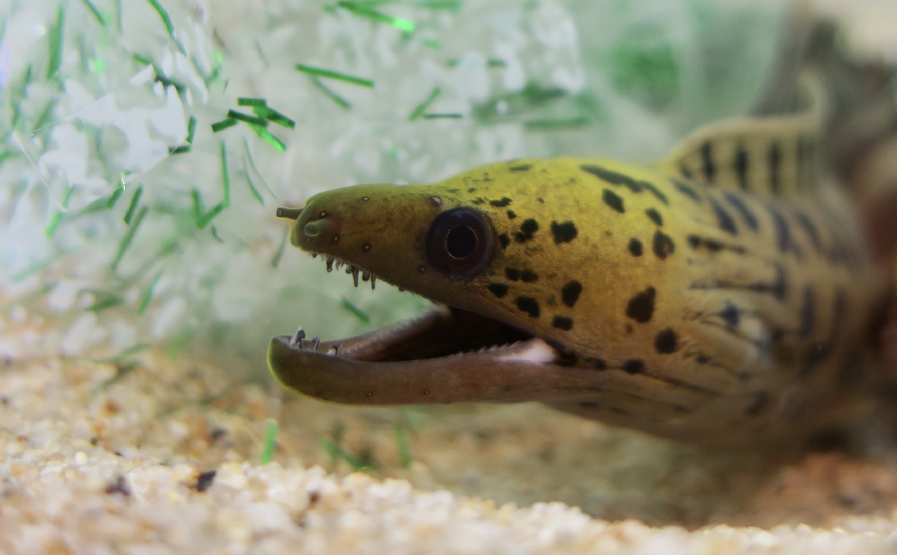 Fimbriated Moray (Gymnothorax fimbriatus)