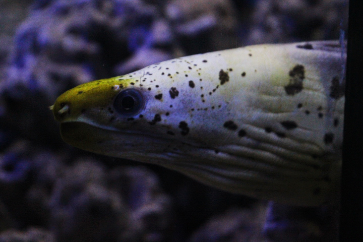 Fimbriated moray (Gymnothorax fimbriatus)